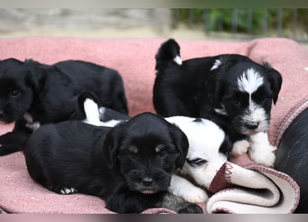 bezaubernde Tibet Terrier Welpen aus liebevoller Zucht dürfen Ende Juli ausziehen..