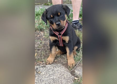 Rottweilerwelpen