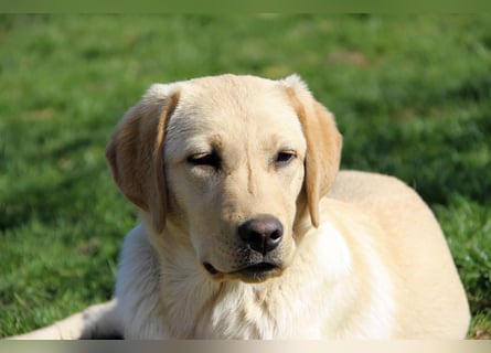 Liebevoller und kerngesunder Labrador Jungrüde in gelb sucht...