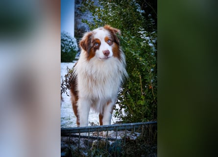 Mini/Miniature Australian Shepherd Welpen mit Papiere