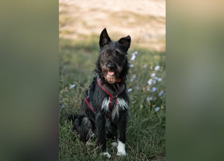 Süsse Phoebe sucht ihr Für-Immer-Zuhause!