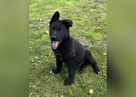 Typvolle Schäferhund Welpen aus Kör und Leistungszucht  abzugeben.