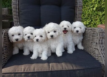 2 wunderschöne Bichon Frise Welpen im Teddylook
