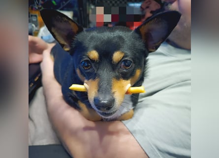 Mittelspitz-Chihuahua-Terrier Mix