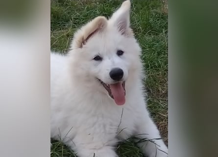 Weiße Schäferhundwelpen - Herzensbrecher für Familie, Sport und Show