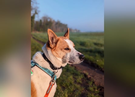 Canaan Dog-Welpe (Kanaan-Hund)