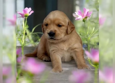 Liebenswerte Golden Retriever Hündin *Welpe* sucht noch eine liebevolle Familie