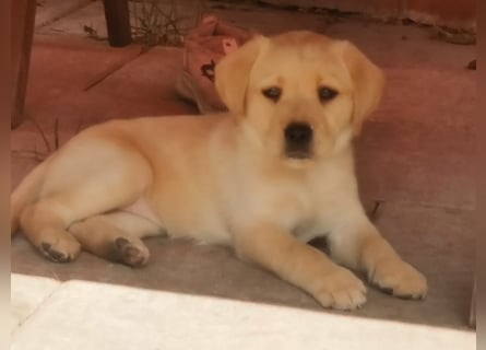 Reinrassige Labradorwelpen