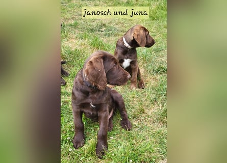 Welpen Labradoodle F1 Braun Könispudel x Labrador