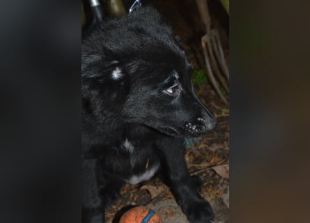 Sanfter Schäferhund-Border-Collie-Mischling "Motte"  (w); sechs Monate