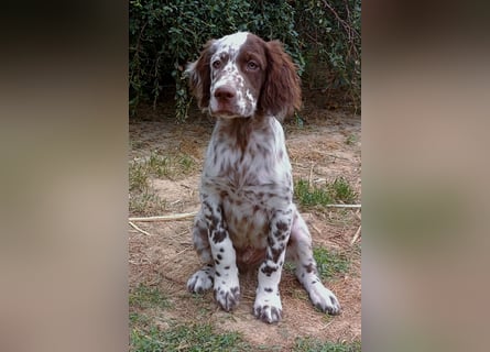 English setter Rüde