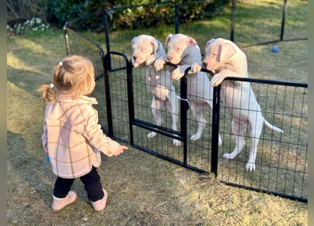 NEUE Welpen sind da.. die reinrassigen Dogo Argentinos mit Ahnenpass