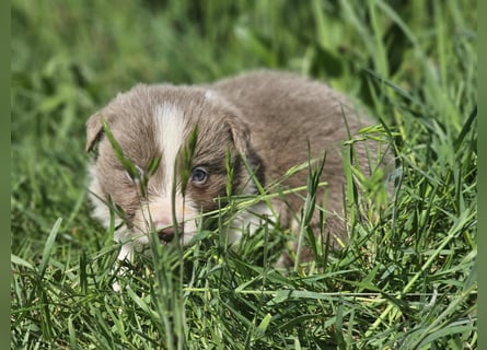 Border Collie Welpen -  Rüden und Hündin