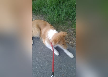 Colliemädchen - altschottische Linie