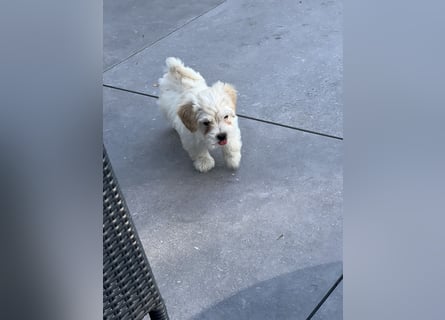 Maltipoo - Welpen - Rüden und Hündin