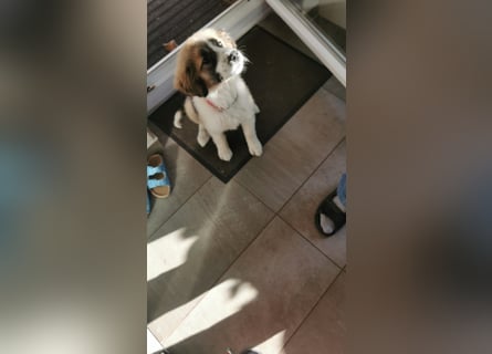 Familienfreundliche Leni sucht ein Zuhause  in der Nähe von Speyer zu besuchen