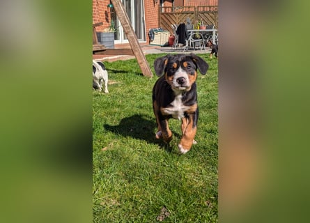 Große-Schweizer-Sennenhund-Welpen