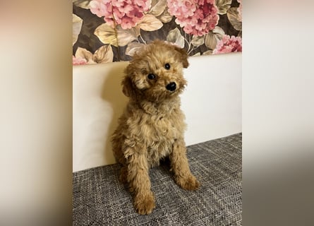 Maltipoo-Mädchen