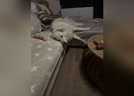 4 Junghunde suchen noch ein liebevolles und schönes Zuhause