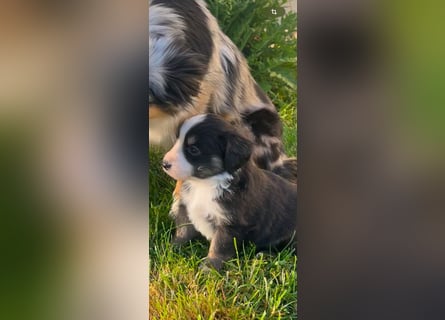 Miniature Australian Shepherd Welpen m. Papieren