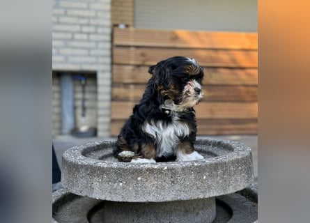 2 zuckersüße Maltipoo Welpen - Hündin