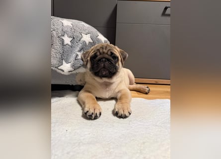 Mops welpen ab sofort Abgabe bereit.