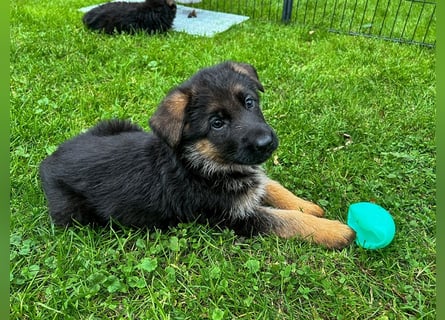 Schäferhund Welpen mit geradem Rücken aus gesunden Eltern