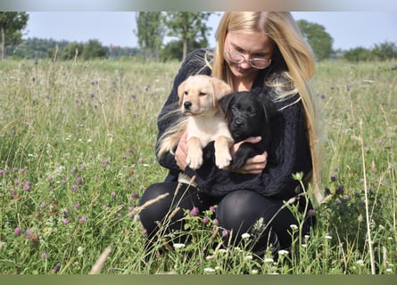 Wunderschöne Labrador Welpen sind noch frei!