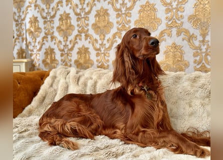 Irish Setter Welpen mit Papieren