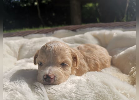 Zuckersüße Maltipoo
