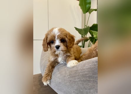 Cavapoo, Pudel, Cavalier King Charles Spaniel