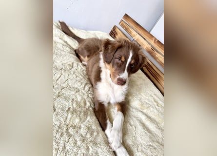 1 kleine Australian Shepherd Hündin( Welpe) braun/redtri (Minimix/Reinrassig)+ Gesundheitszeugnis