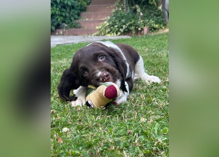 Kleine Münsterländer Welpen