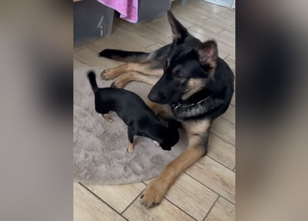 Lieber Schäferhund Rüde