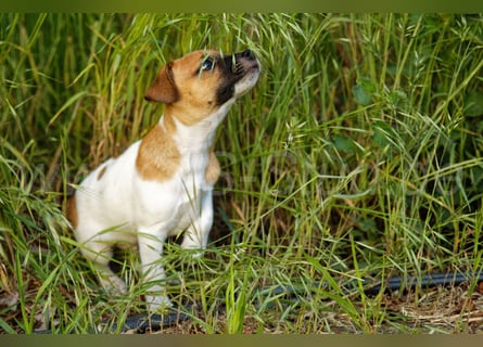 Jack Russell Terrier Welpe (Rüde) abzugeben!