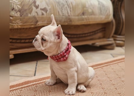 Französische Bulldogge TOP Qualität Platinum Lilac/Tan