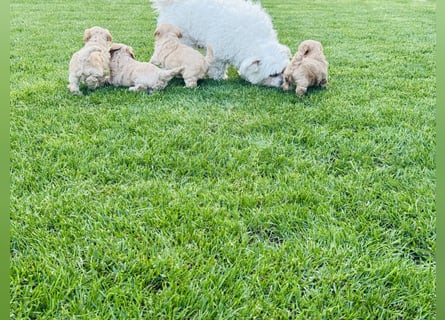 Wunderschöne Maltipoo Welpen!!! (Malteser/Zwergpudel)