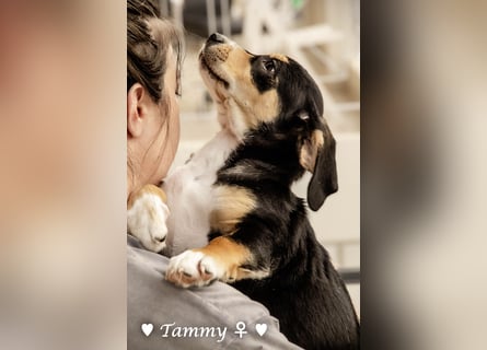 Kokonimix Tammy und Sammy suchen ein Zuhause