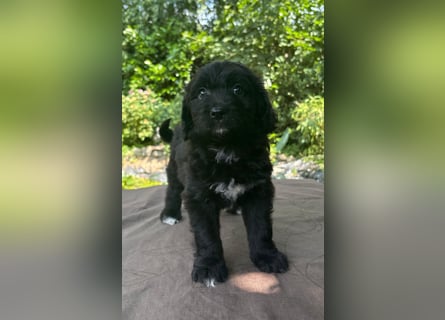 Aussiedoodle Welpen mini / medium F1