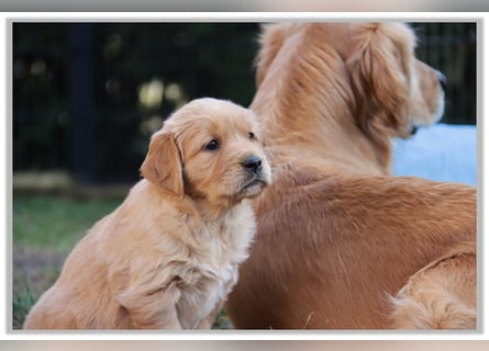 Golden Retriever Welpen vom Thüringer Wald