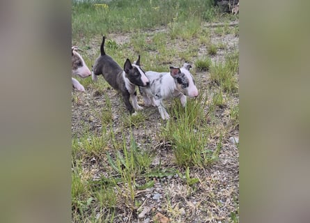 Mini bullterrier - Australian shepherd mix welpen