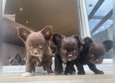 Langhaar-Chihuahuas mit Ahnentafel in schoko (weiß)