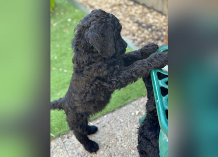 Goldendoodle F1b