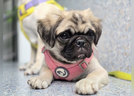 Mops Welpen