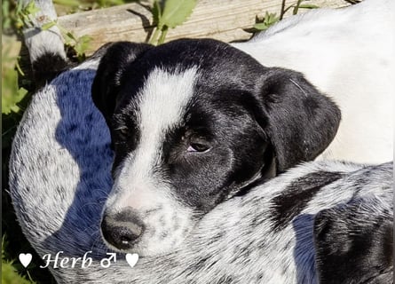 Holly, Hank, Harold und Herbie suchen ab sofort ein Zuhause