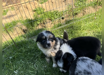 Einzigartige Mini Aussies