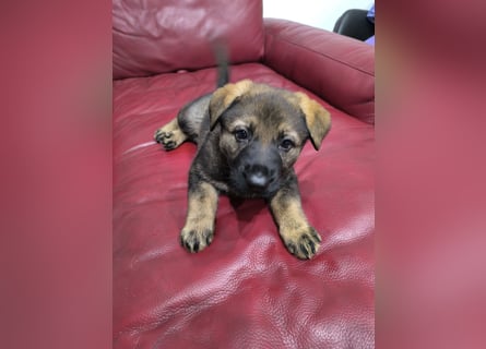 Deutsche Schäfer Hunde Welpen Rassen Hunde
