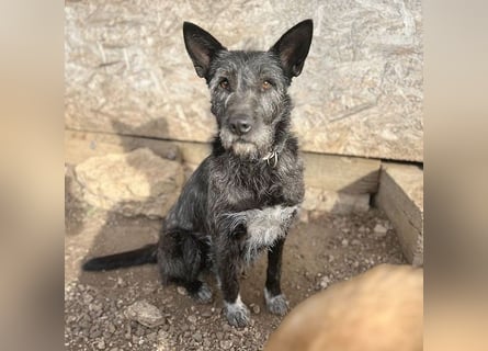 ❤️ außergewöhnliche Schönheit KORMA - 9,5 Jahre, 46cm/20kg - SchnauzerMix