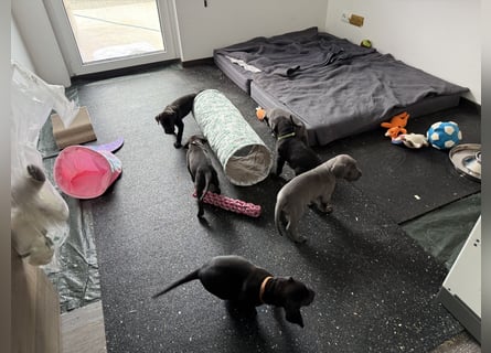 Deutsche Dogge Welpen