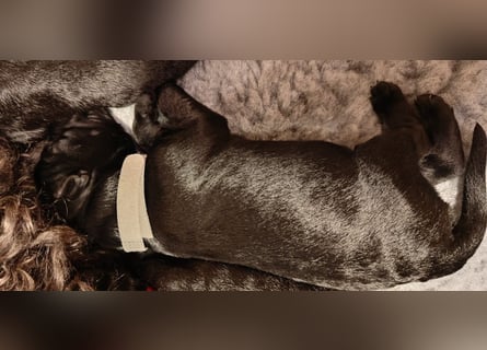 Wir planen 2026 Kerry Blue Terrier Wurf-B